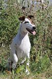 FOX TERRIER POIL LISSE 011